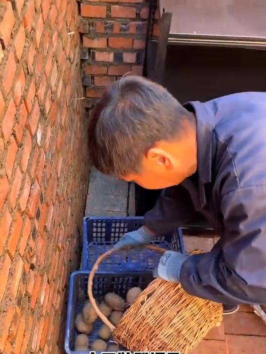 北方老丈人和南方女婿挖菜窖装菜