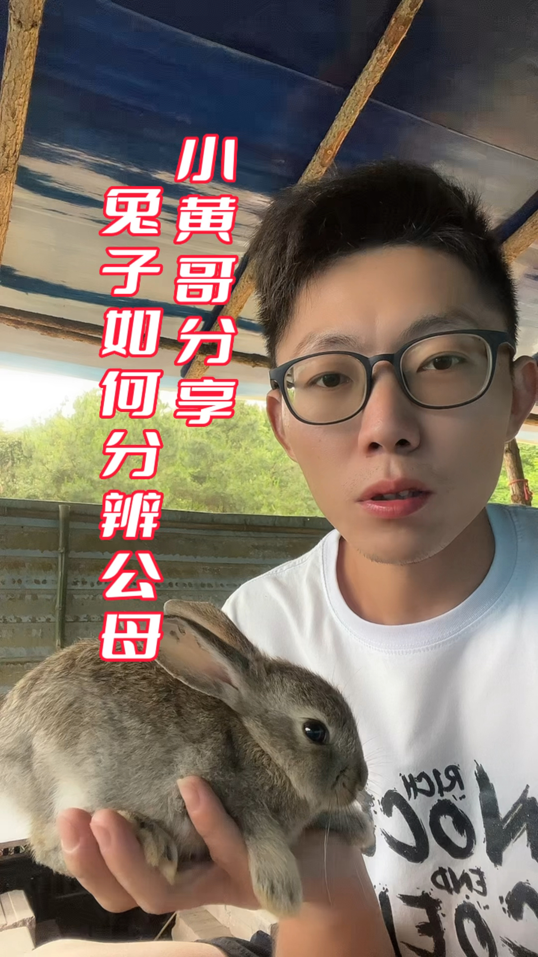 兔子如何分辨公母?大家可以按照我的手法拍照片给我,我帮你们看