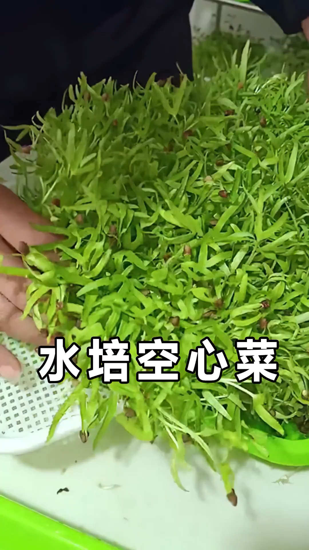 水培种植空心菜