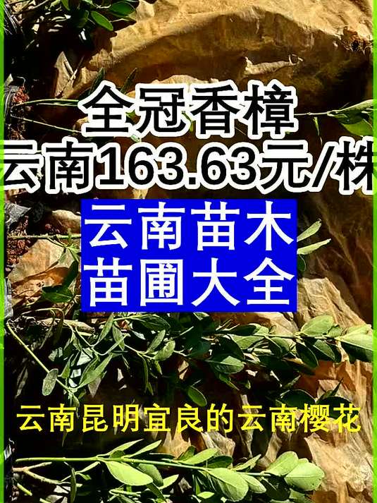 全冠香樟云南昆明市宜良县163.63元株