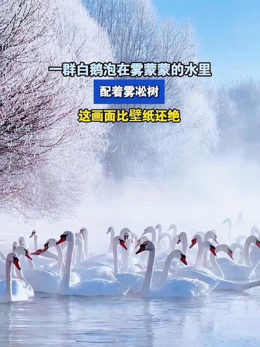 一群白鹅泡在雾蒙蒙的水里,配着雾凇树,这画面比壁纸还绝