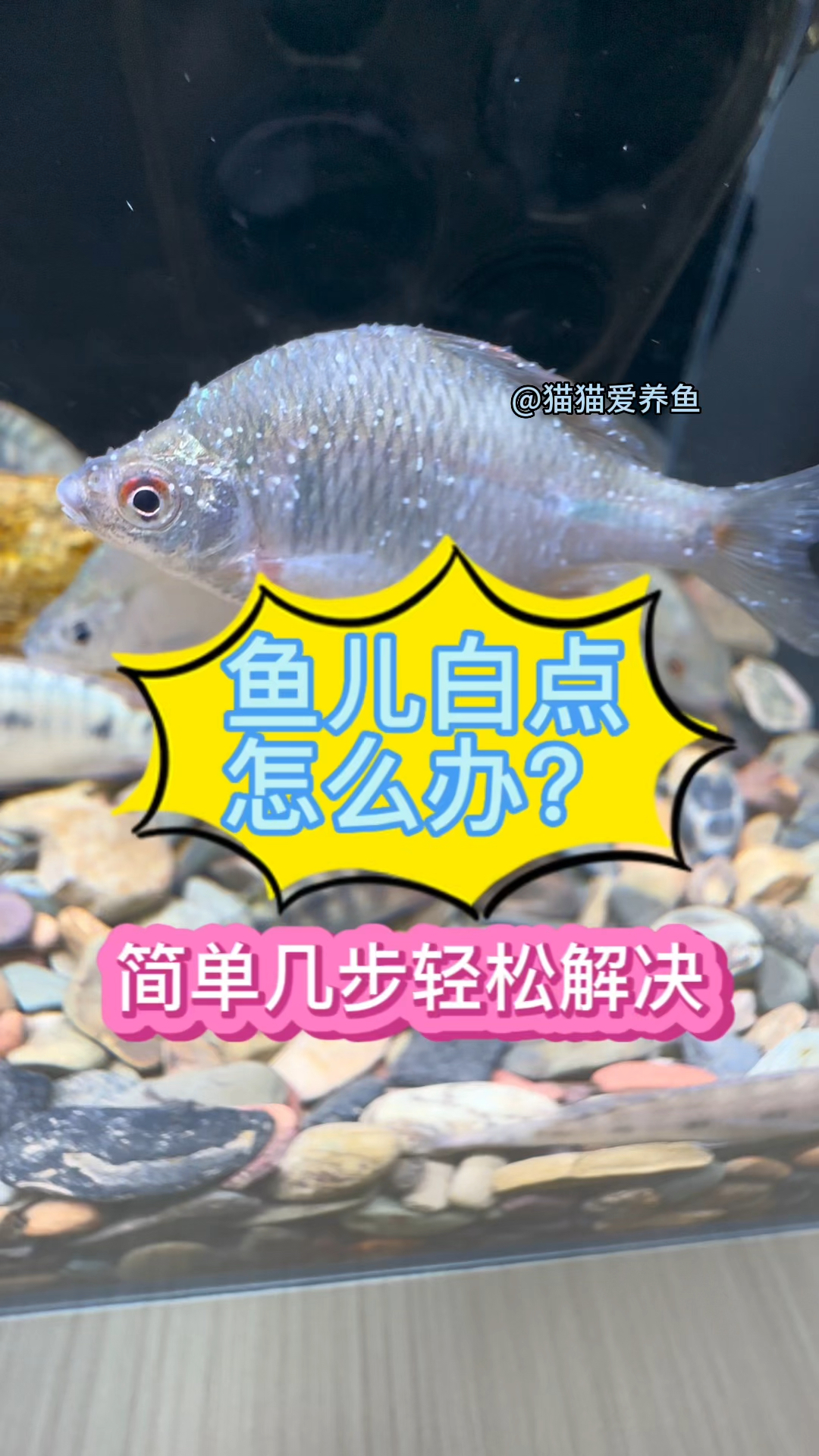 鱼儿出现白点怎么办?做好这三件事,轻松解决。