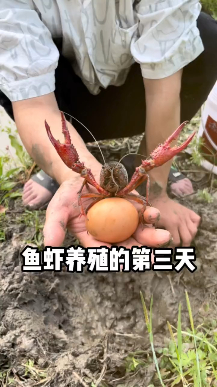 大家见过这么大的龙虾蛋吗