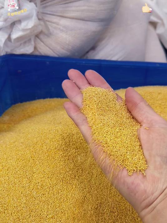 传统柴火熬煮的黄小米粥,米香四溢,勾起童年的美好回忆!