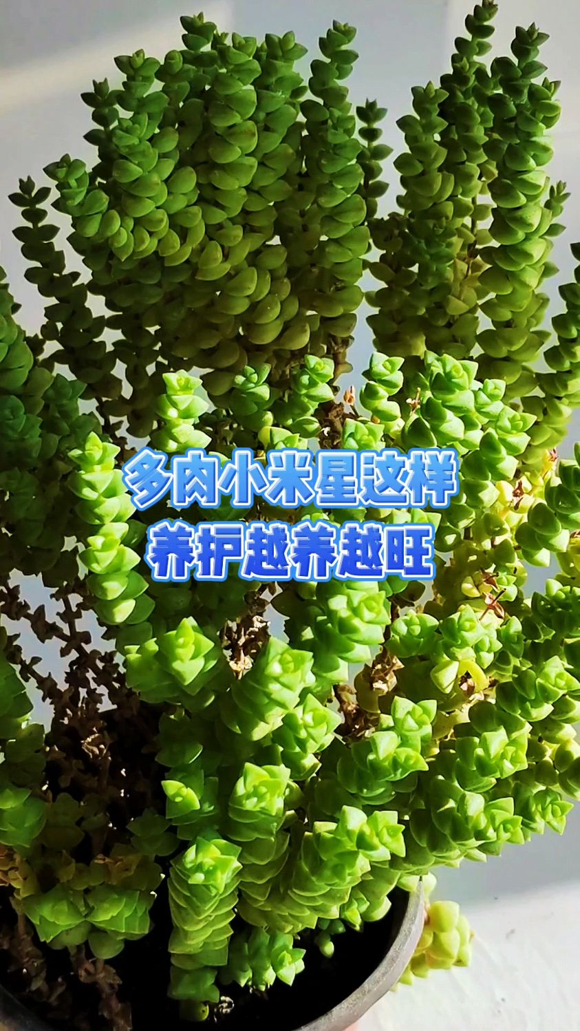 多肉小米星这样养护越养越旺