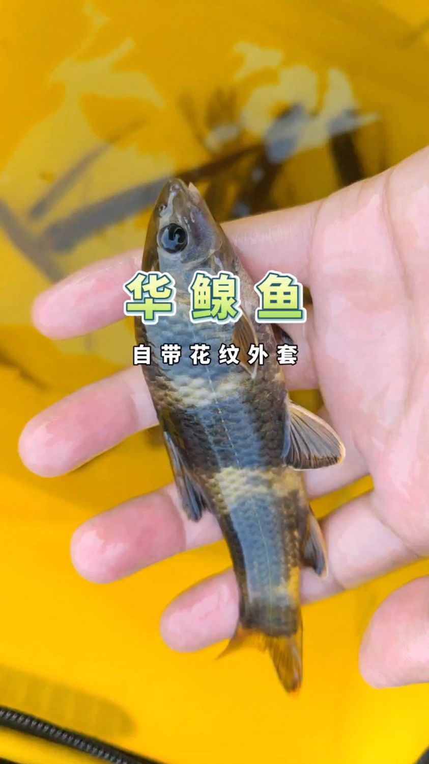 华鳈又名山鲫鱼,在溪流河流用4米5短竿经常能钓到,因其独特的外表,被很多钓友喜爱