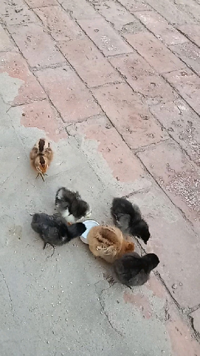 可爱的小鸡仔