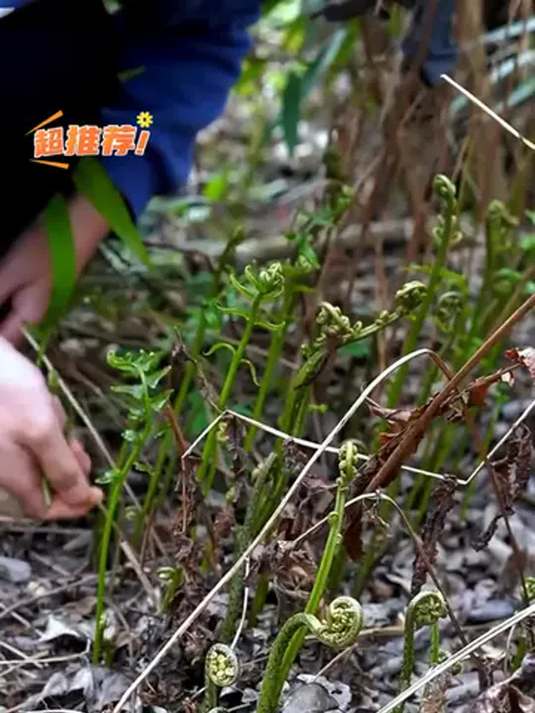 春天摘野菜,野生蕨菜常见,自己种的你试过吗?