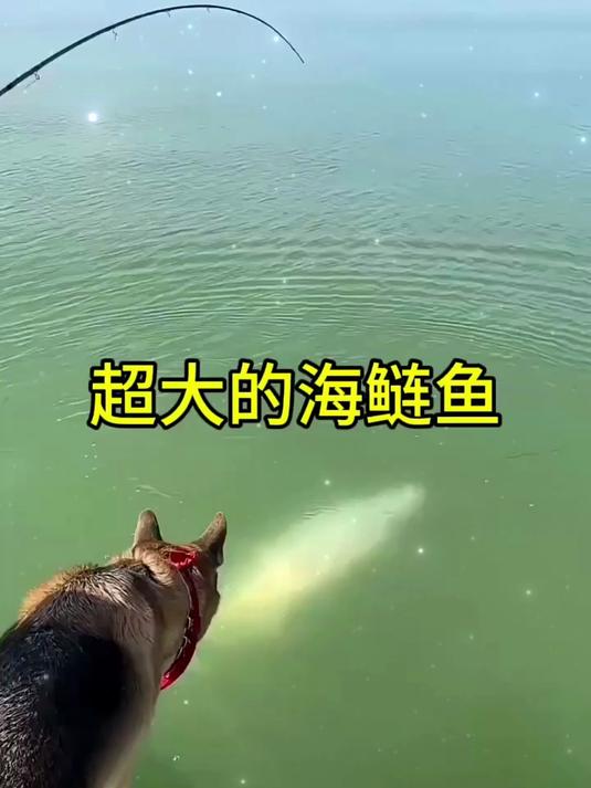 超大的海鲢鱼