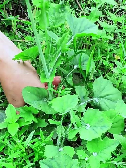 农村常见的一点红,我们也叫紫背叶,它的嫩芽可是一种野菜