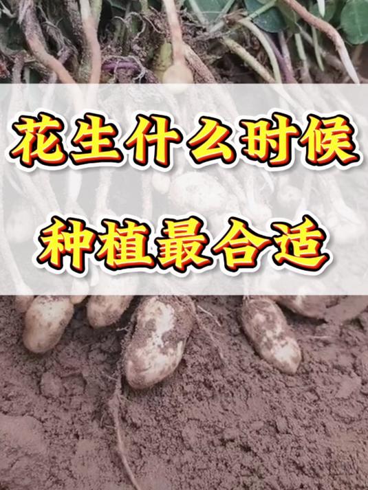 花生什么时候种植最合适