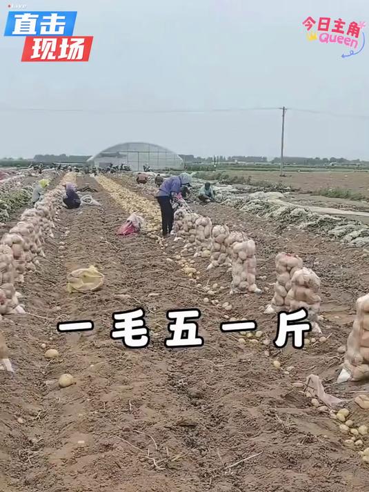 自己种的纯天然的绿色蔬菜