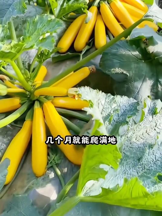 香蕉西葫芦,一种可以生吃当水果的蔬菜