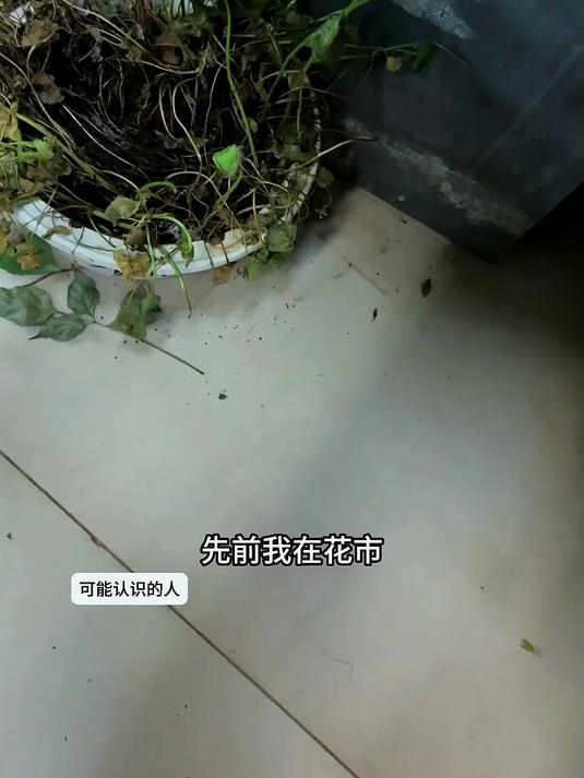 别愁铜钱草难养!纯水培轻松拿捏,小众养护技巧看这篇