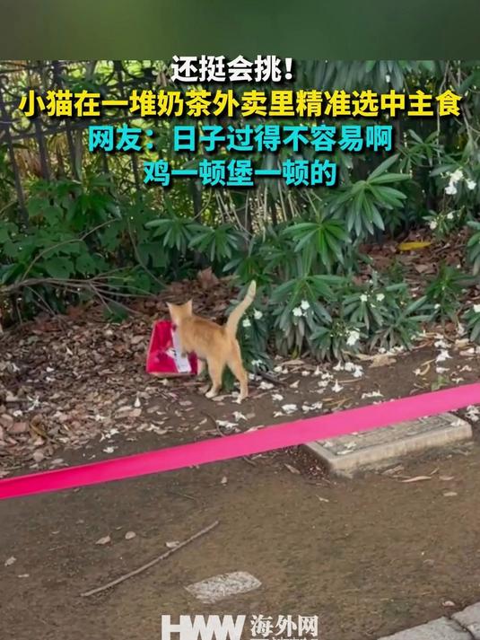 还挺会挑!小猫在一堆奶茶外卖里精准选中主食 网友:日子过得不容易啊 鸡一顿堡一顿的