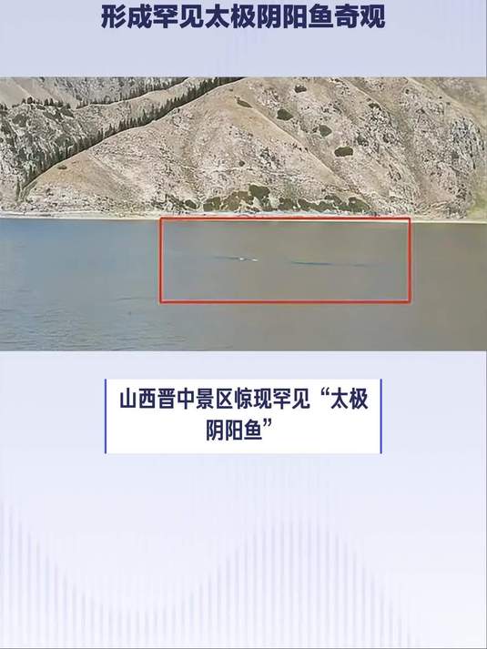 山西晋中黑龙潭野生鱼自然游动形成罕见太极阴阳鱼奇观