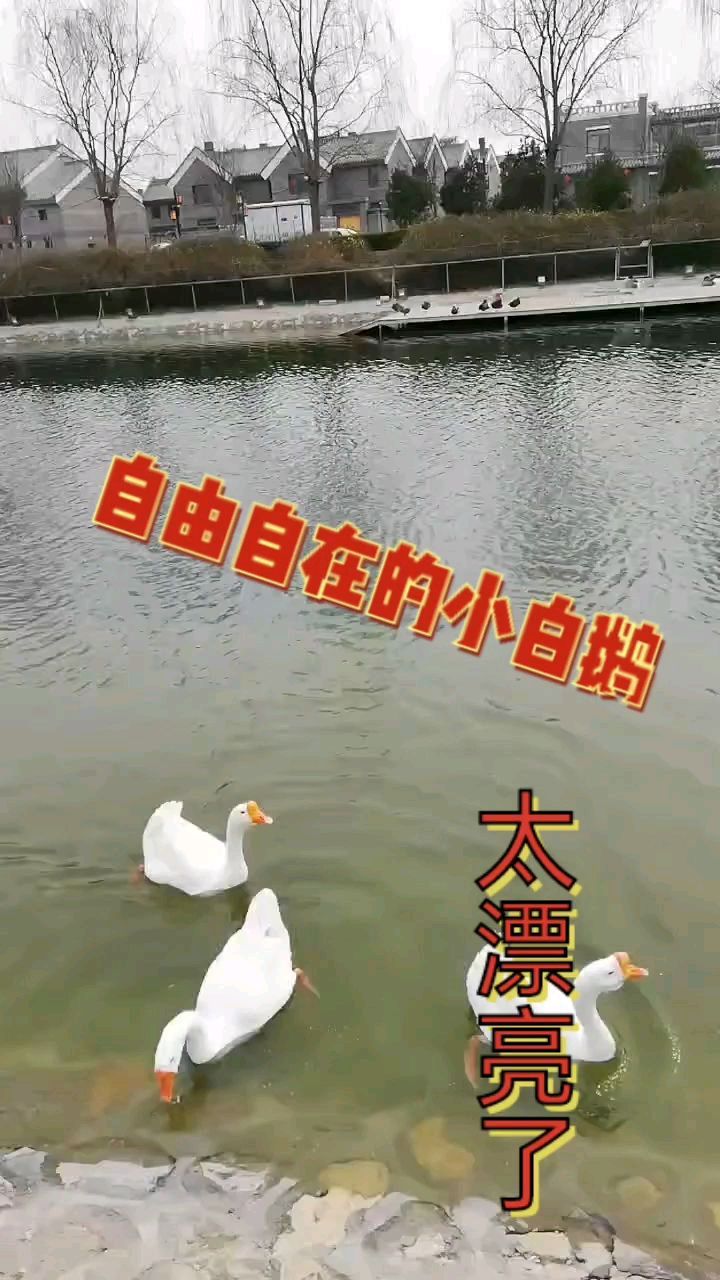自由自在的小白鹅
