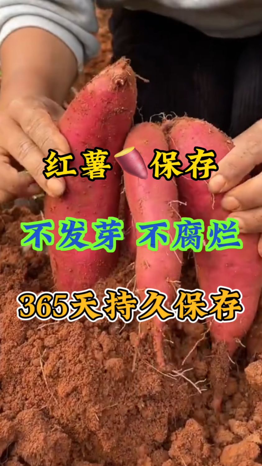 红薯保存,不发芽不腐烂,365天持久保存