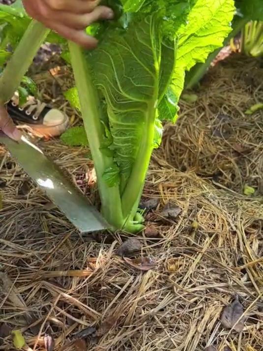 绍兴正宗梅干菜，日晒风干老味道
