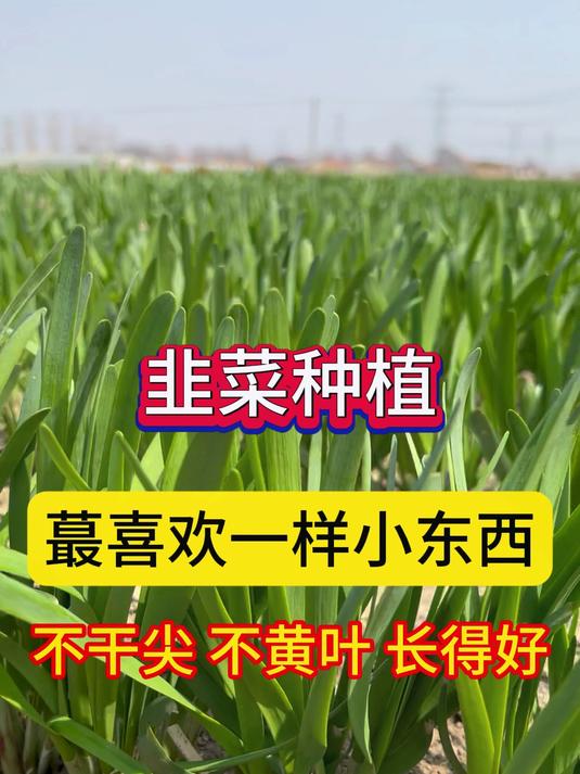 韭菜种植有技巧,用对方法很重要