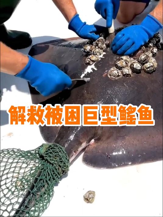 #优质视频激励计划#渔民合力救助巨型鳐鱼，清创消毒，爱心满满