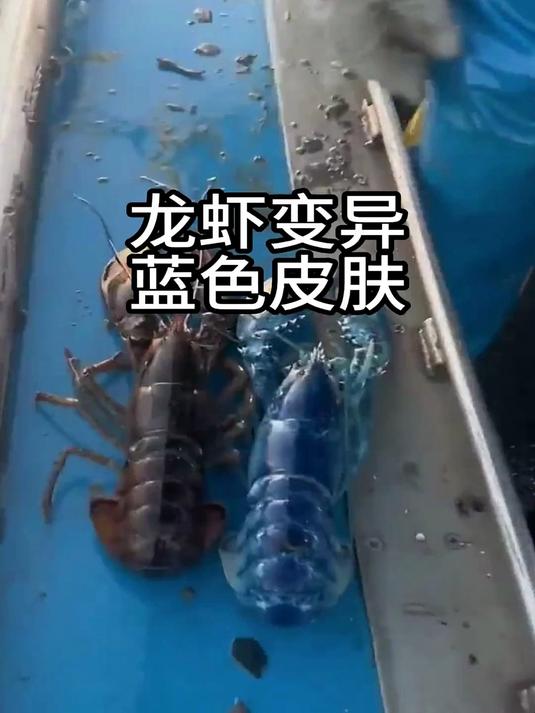变异蓝色龙虾你见过吗