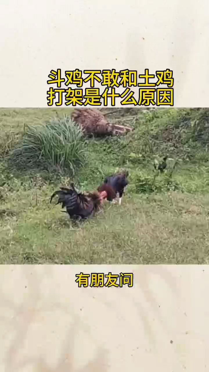 斗鸡不敢和土鸡打架是什么原因