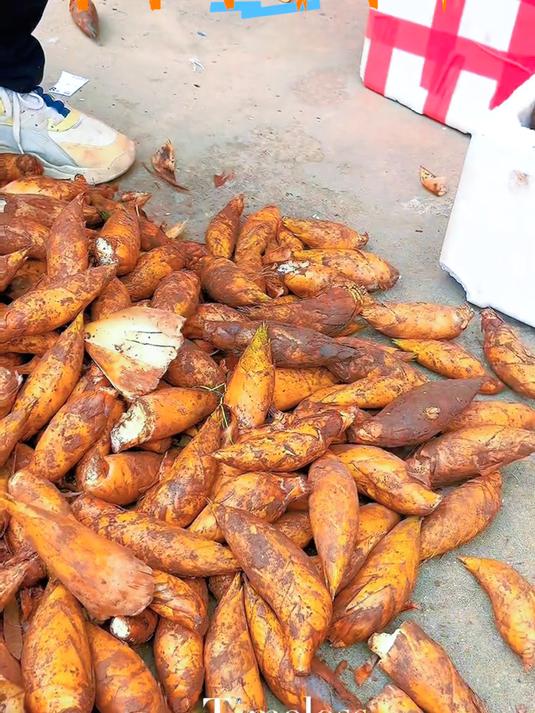 冬笋尝鲜首选浙江临安，高山现挖脆嫩鲜甜可口，笋肉白嫩不麻口！