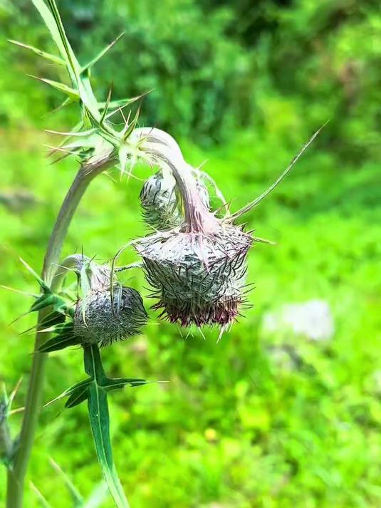 小沟边掐的毛香菜，煮火锅太香了，大自然的馈赠