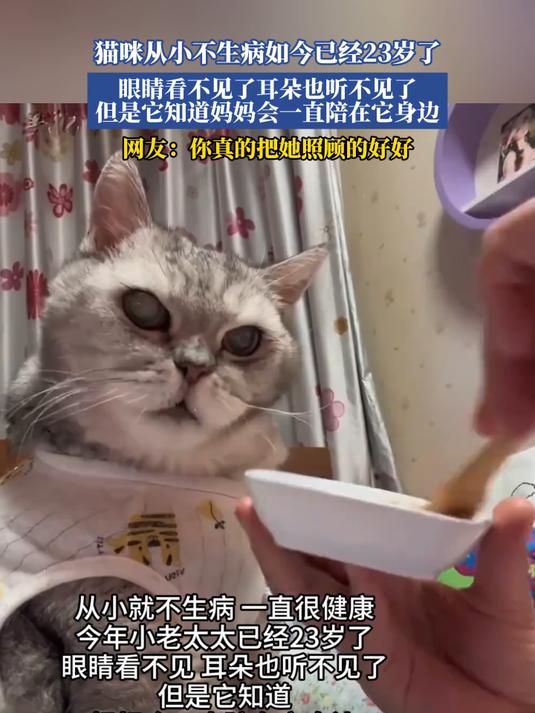 猫咪从小不生病如今已经23岁了,眼睛看不见了耳朵也听不见了