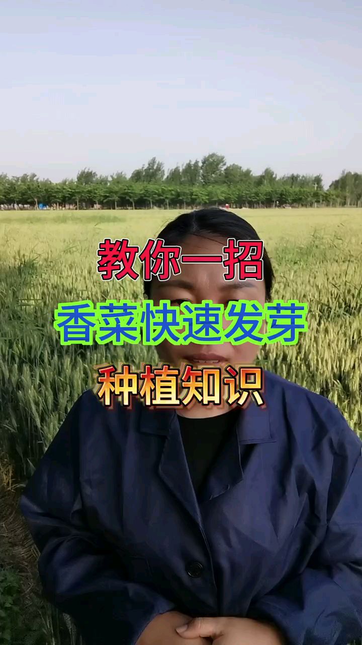教你一招,香菜快速发芽