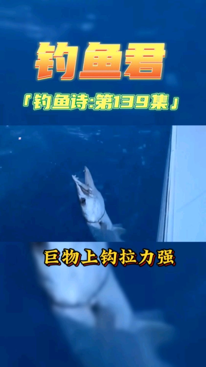 钓鱼君之钓鱼口诀:第139集(钓海狼鱼)鱼类百科,各位钓过此鱼吗?