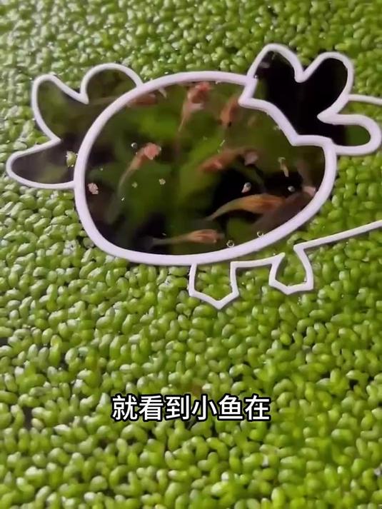 用勺子给小鱼喂食