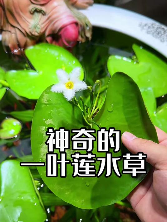 一叶莲在鱼缸上不仅造景好看,还能吸收缸里氨氮和硝酸盐的效果!