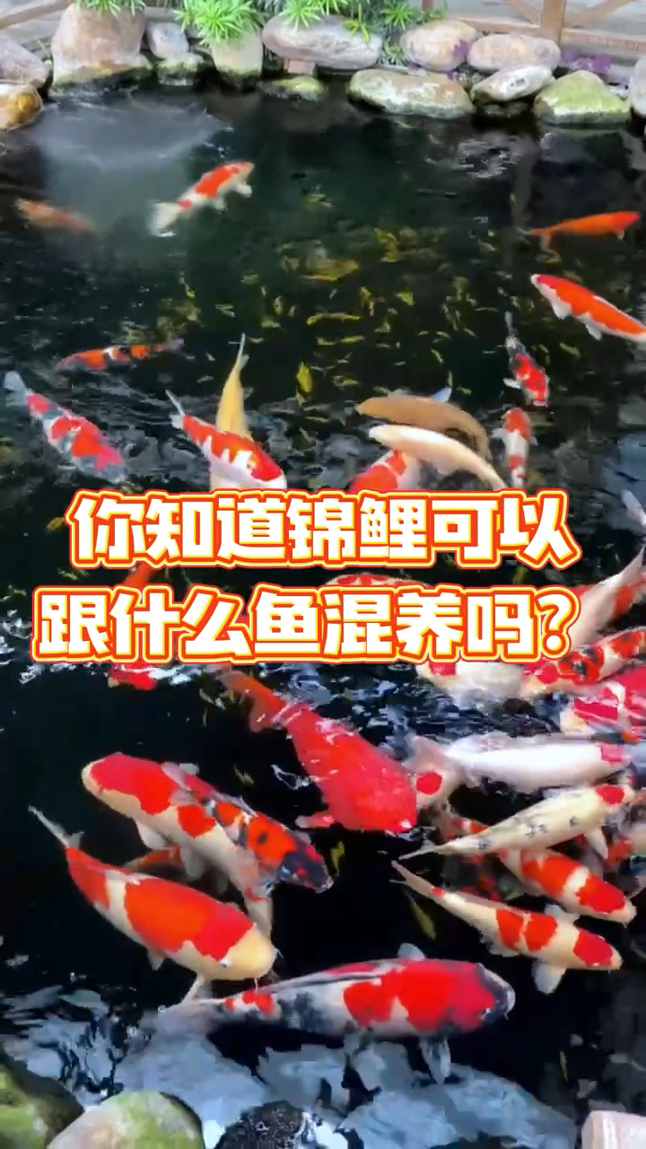 锦鲤可以和什么鱼混养?