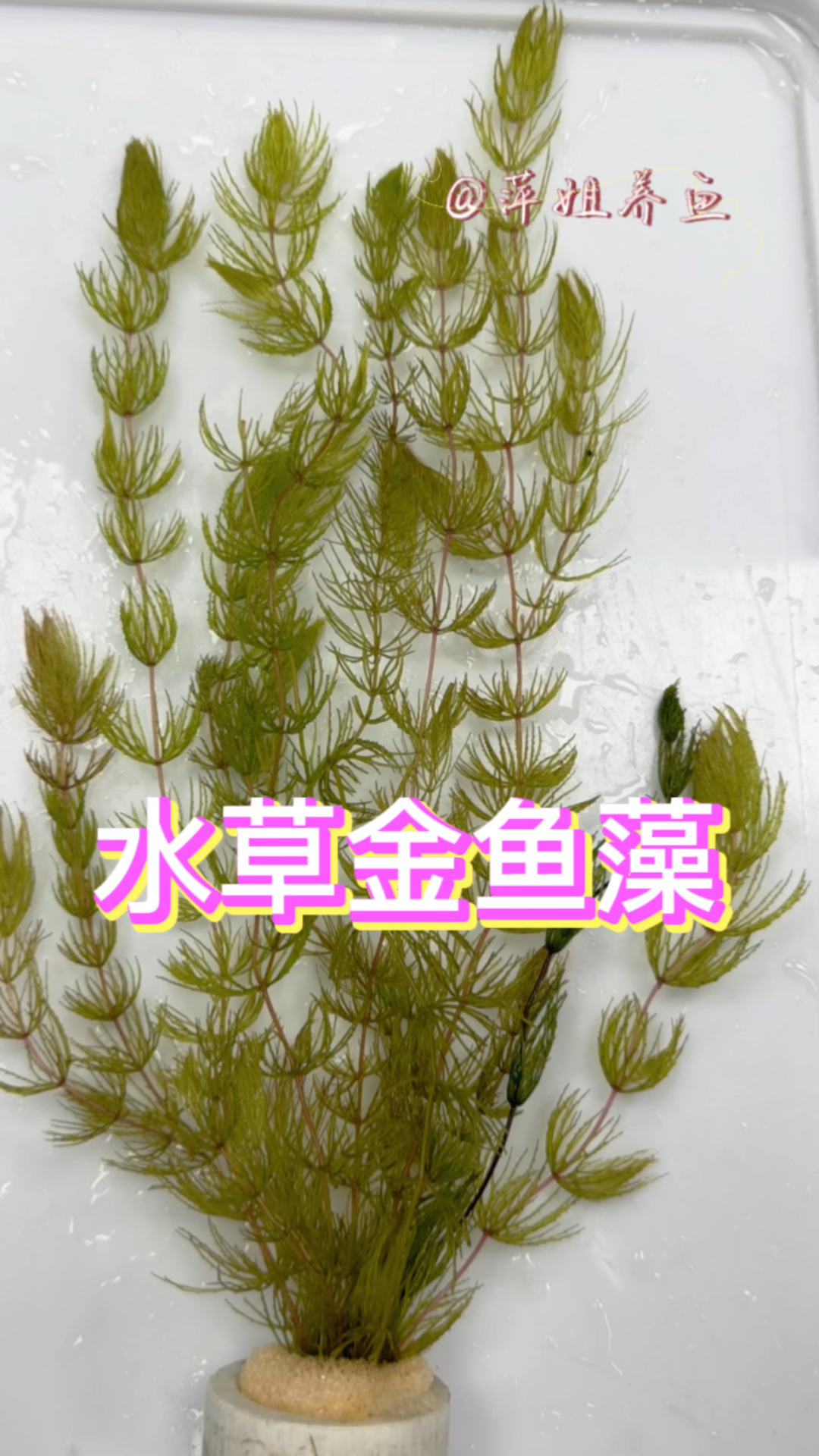 非常好养的金鱼藻,百搭任何鱼缸。#水族 #养鱼日记 #金鱼藻