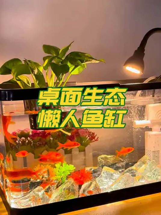 客厅中小型鱼缸怎么选?高透亚克力这款超棒!
