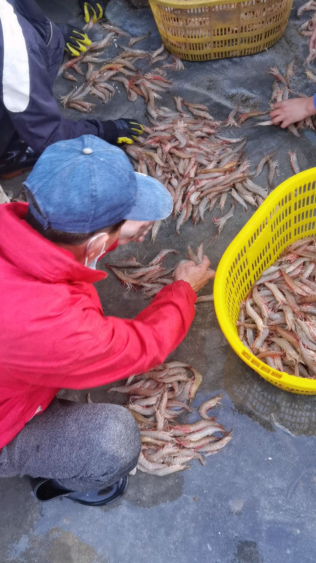 天然海鲜生猛麻虾(卢虾)