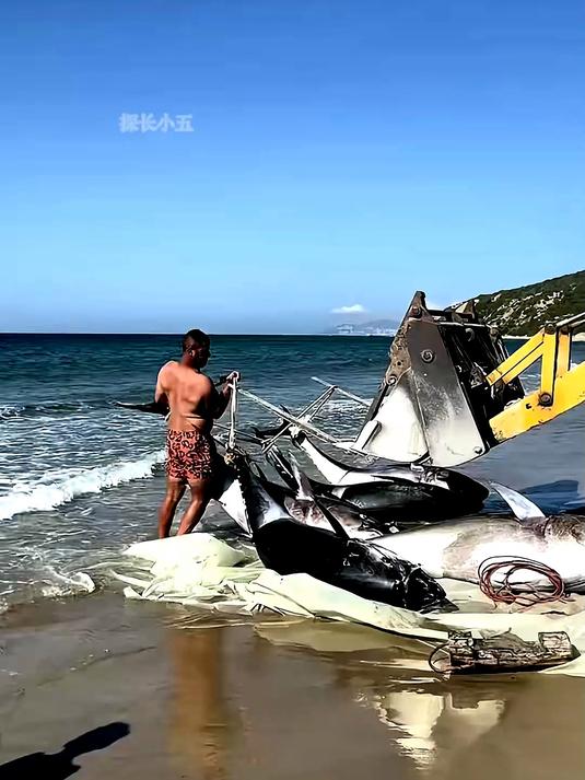 沙滩钓鱼视频