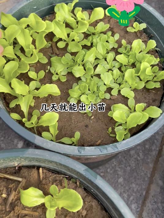 意大利生菜种子发芽高效,味道鲜嫩脆爽,小面积也能高产