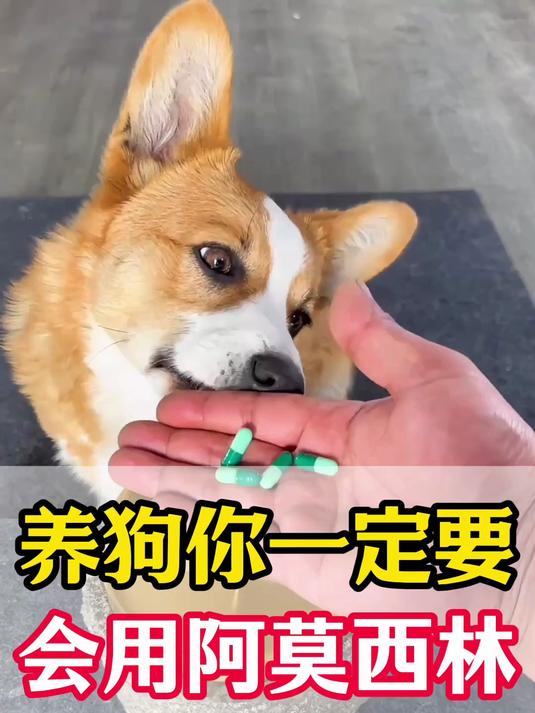 养狗人一定要学会用阿莫西林～