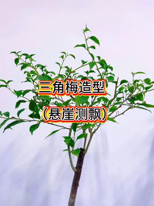 三角梅造型,怎么做出悬崖测飘呢?