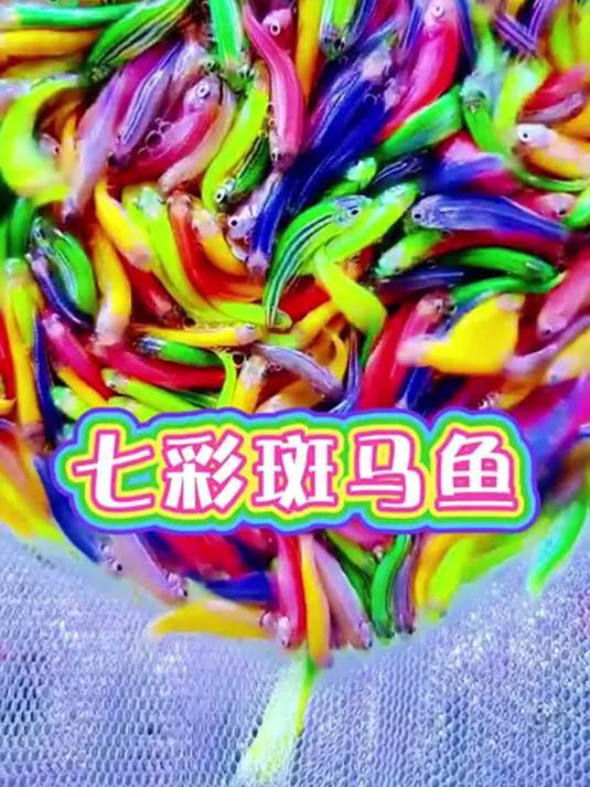 新手养鱼就选它!皮实好养混色小斑马鱼,超省心