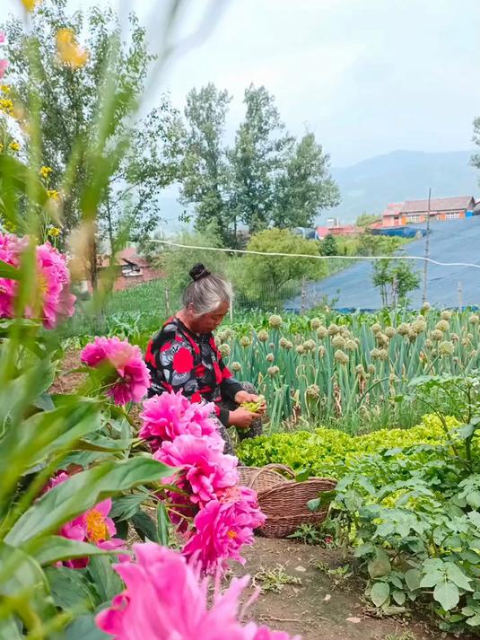 这鹅仔小时候是真磕碜呢,长大就好看了还好吃呢