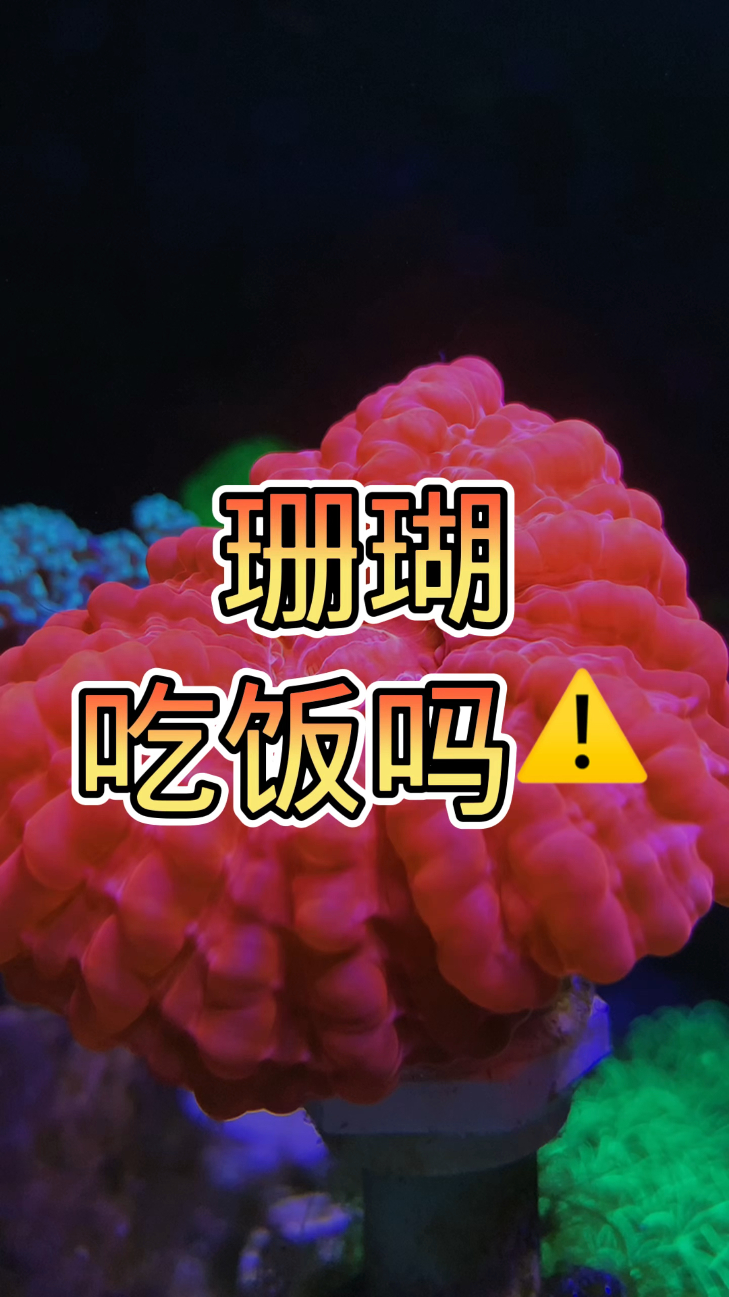 珊瑚吃饭吗?