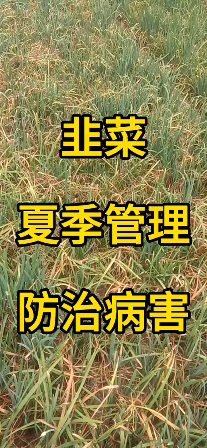 韭菜夏季管理-防治病害