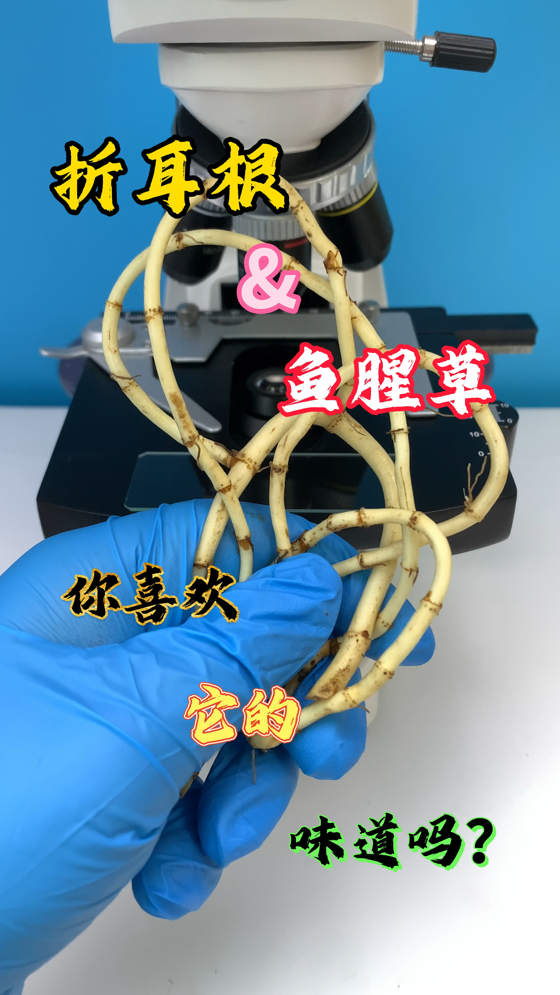 你喜欢吃折耳根吗?你口中的折耳根什么味道的?