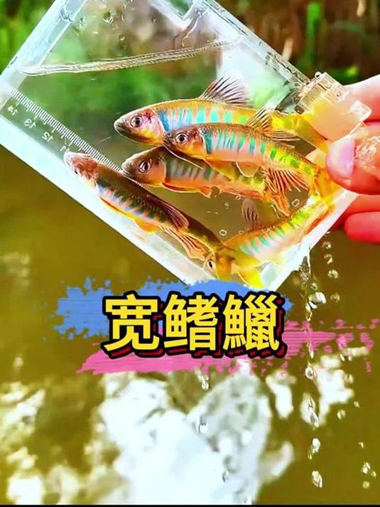 宽鳍鱲冷水鱼 0-30 度能活 中国原生鱼代表