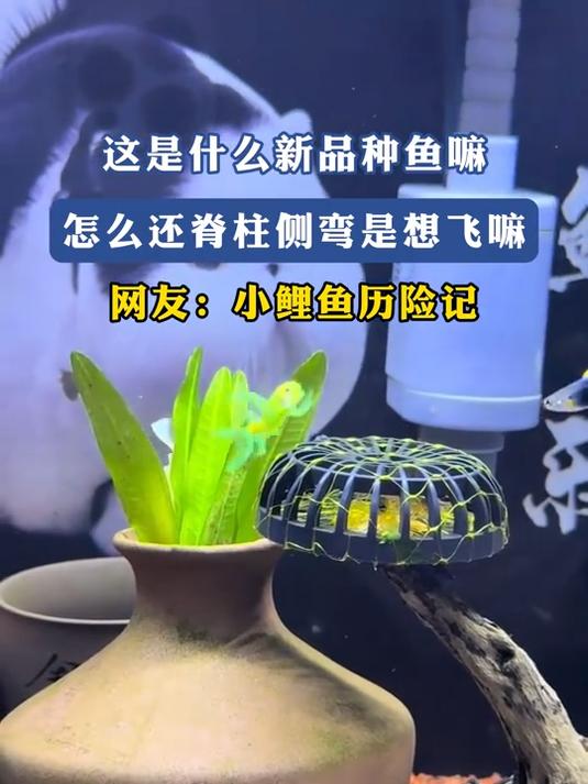 这是什么新品种鱼嘛,是想飞嘛,网友:小鲤鱼历险记