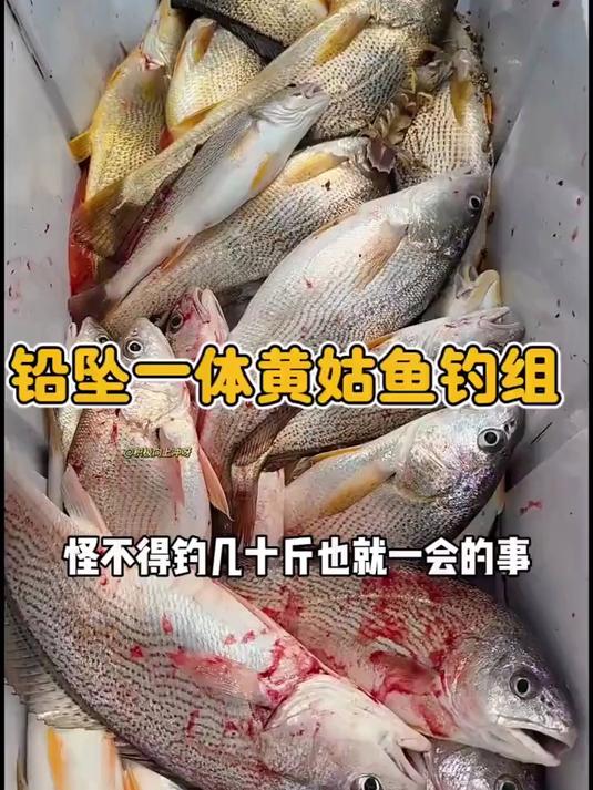 钓鱼圈不想公开的秘密,夜光管铅坠一体防挂底,线组专攻黄姑鱼